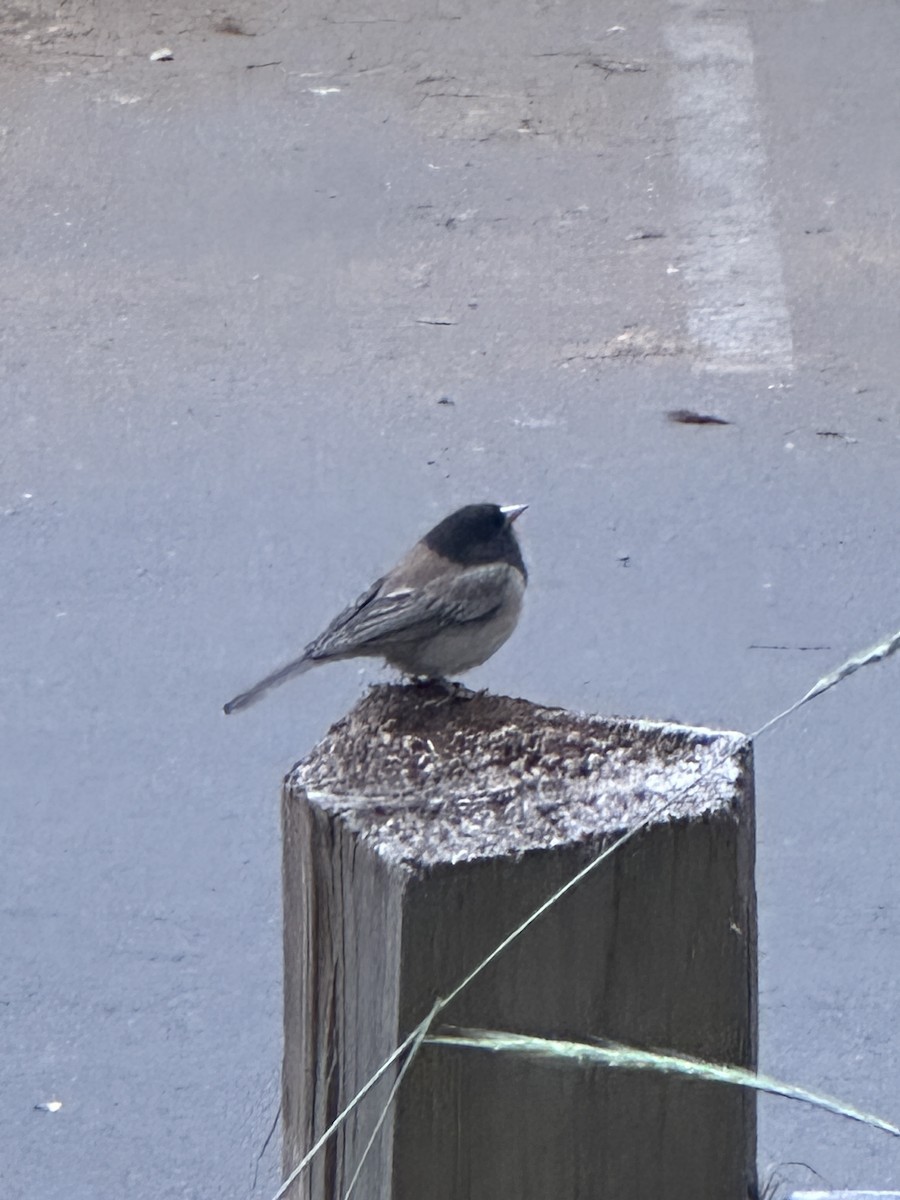 Dark-eyed Junco - ML637939605