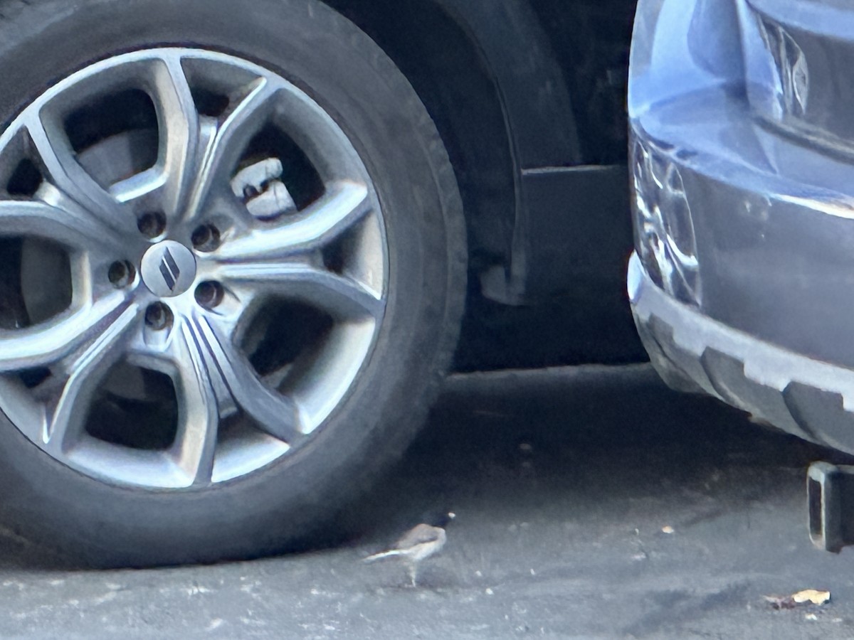 Dark-eyed Junco - ML637939606