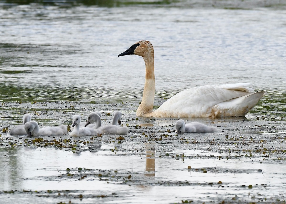 Trumpeter Swan - ML637939613