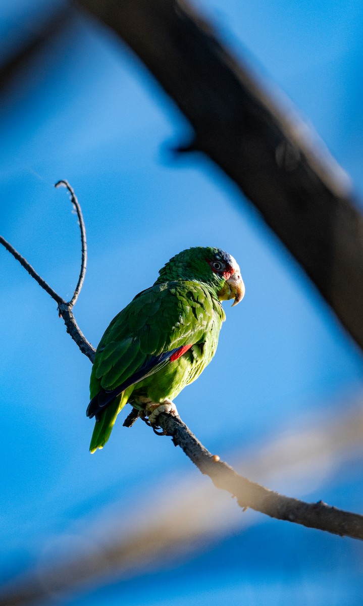 White-fronted Amazon - ML637939619