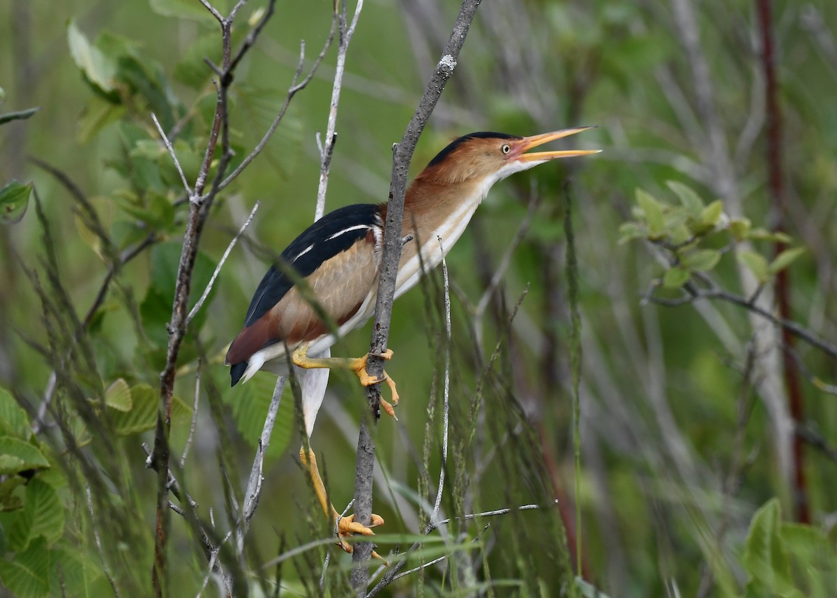 Least Bittern - ML637939639