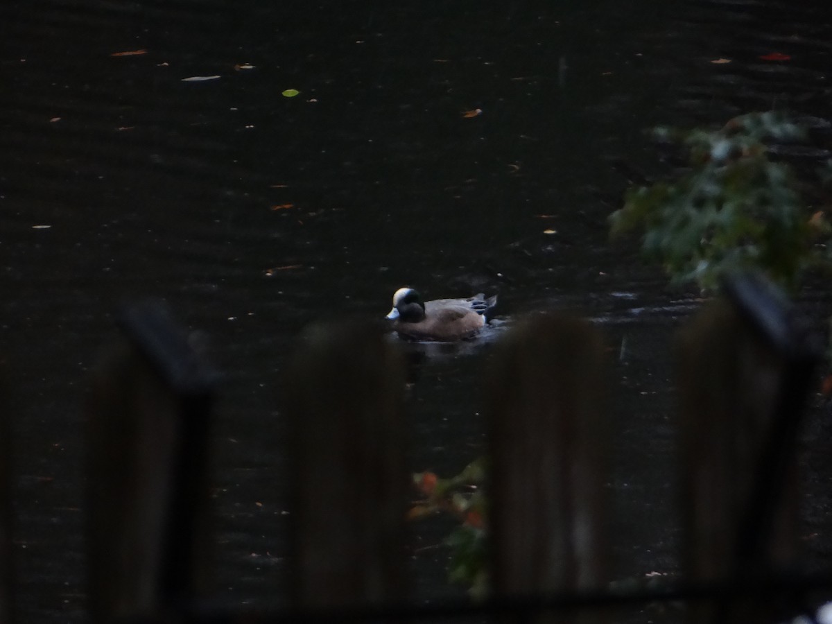 American Wigeon - ML637939640