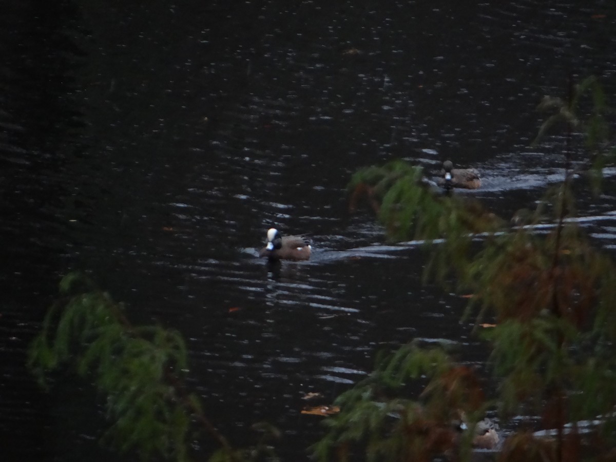 American Wigeon - ML637939642