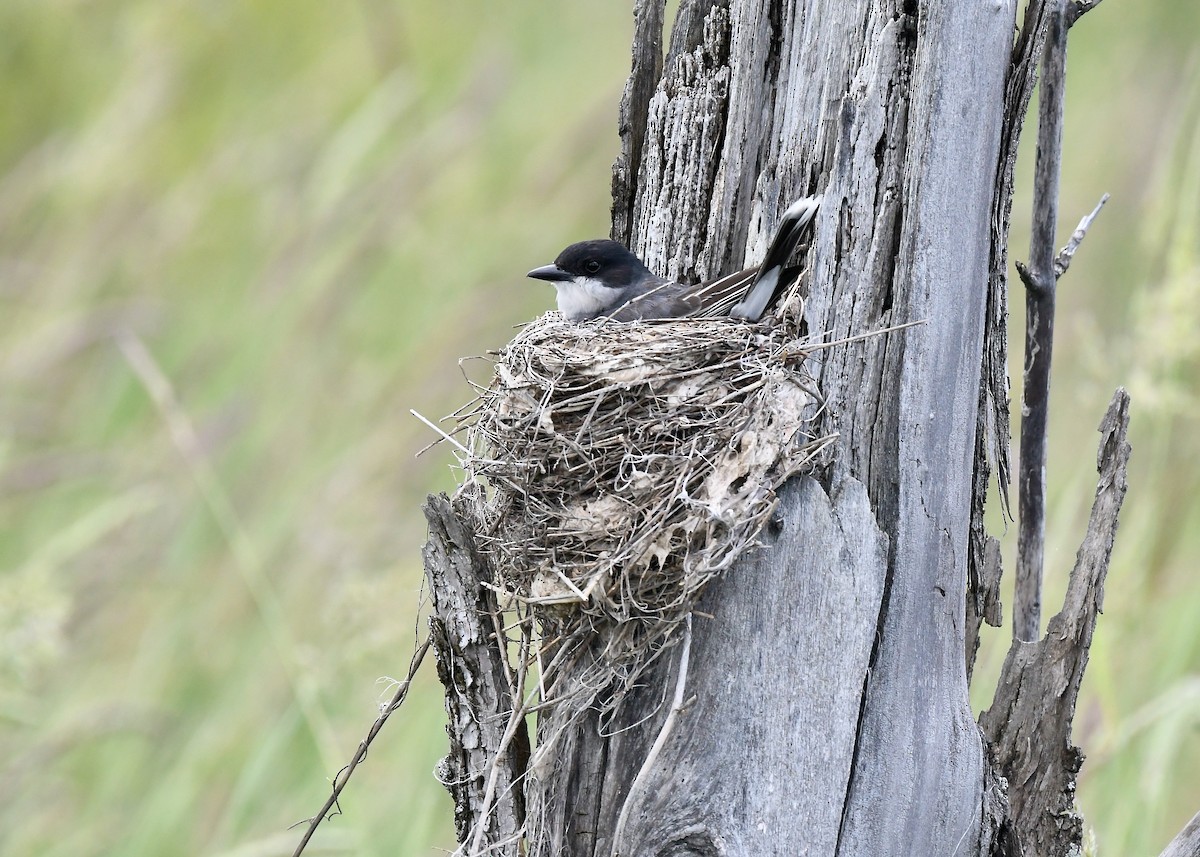 Eastern Kingbird - ML637939645