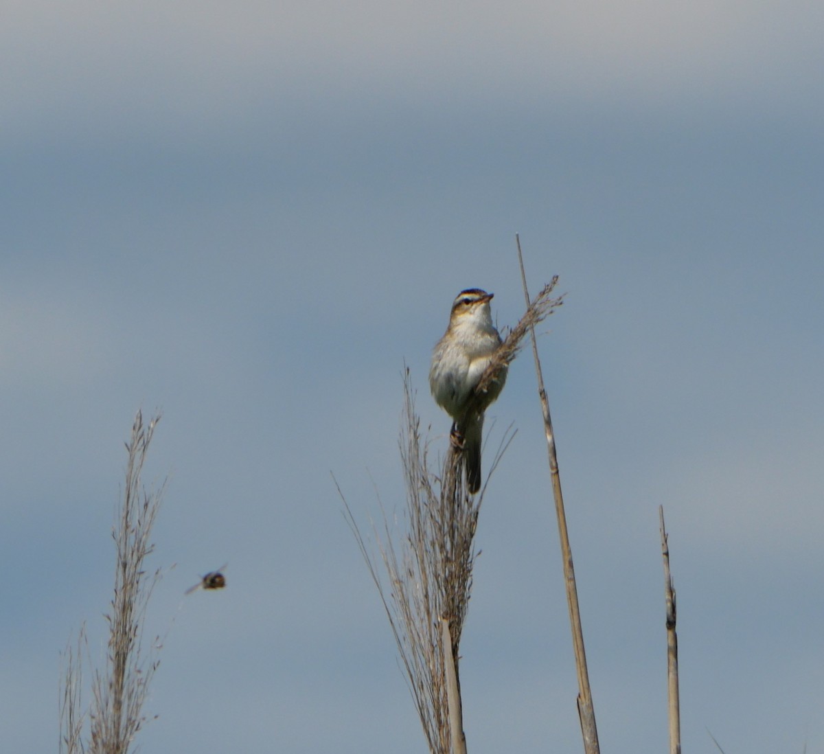 Sedge Warbler - ML637939651