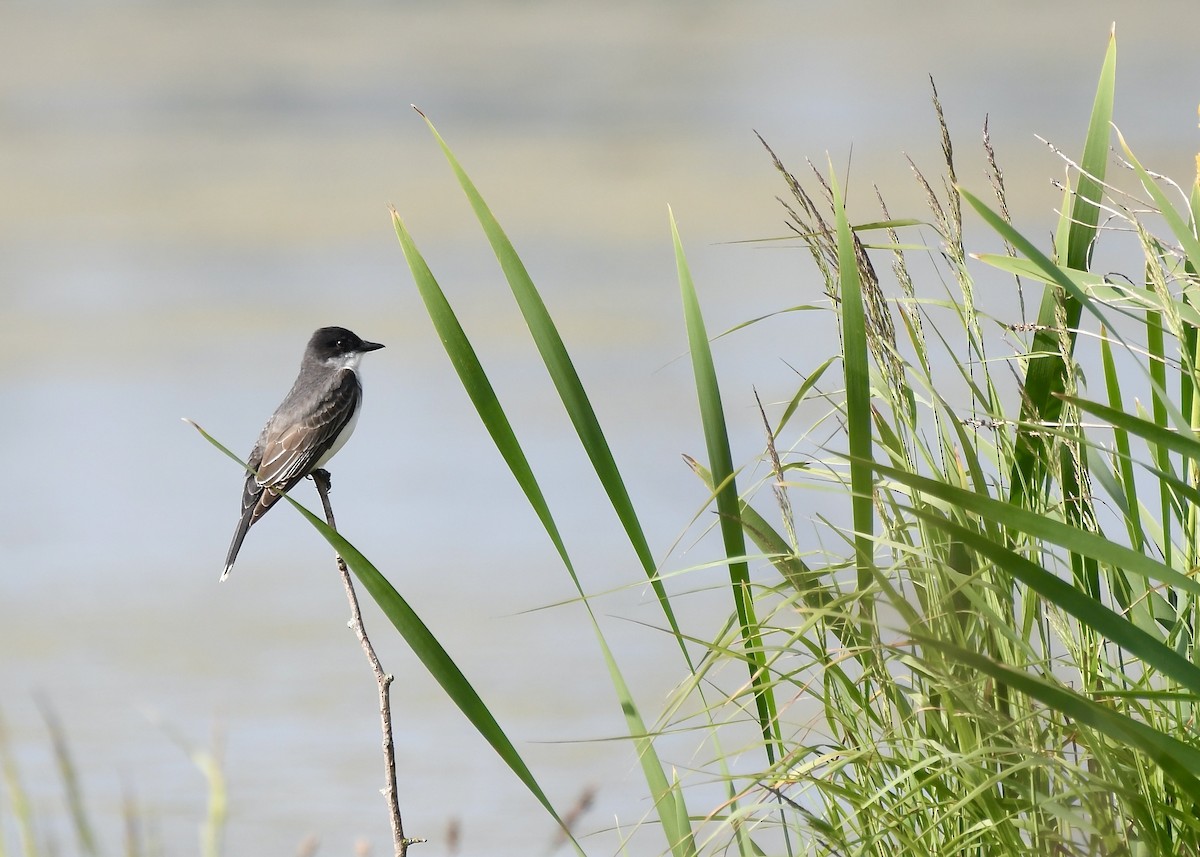 Eastern Kingbird - ML637939656