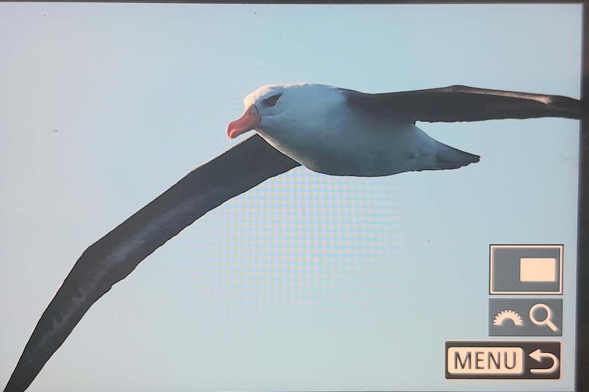 Albatros à sourcils noirs (impavida) - ML637939659