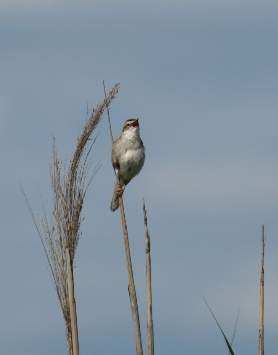 Sedge Warbler - ML637939662