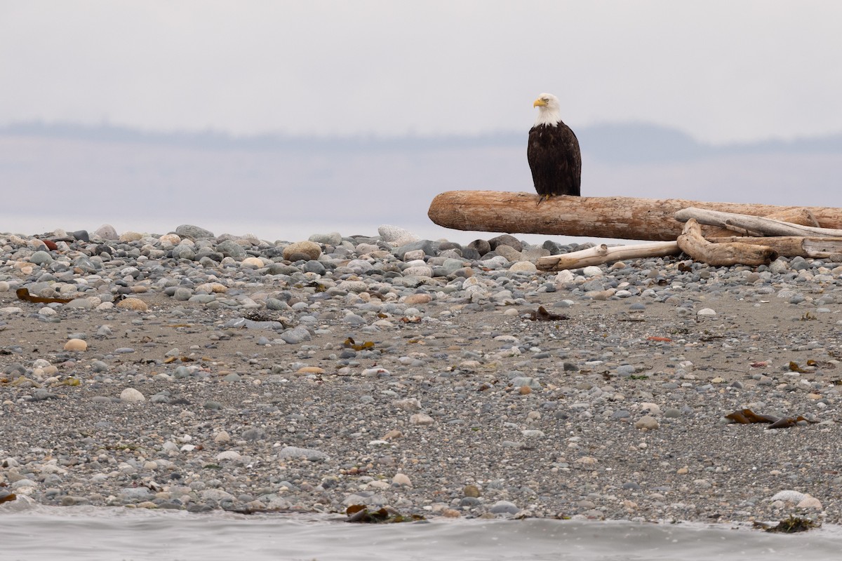 Bald Eagle - ML637939664