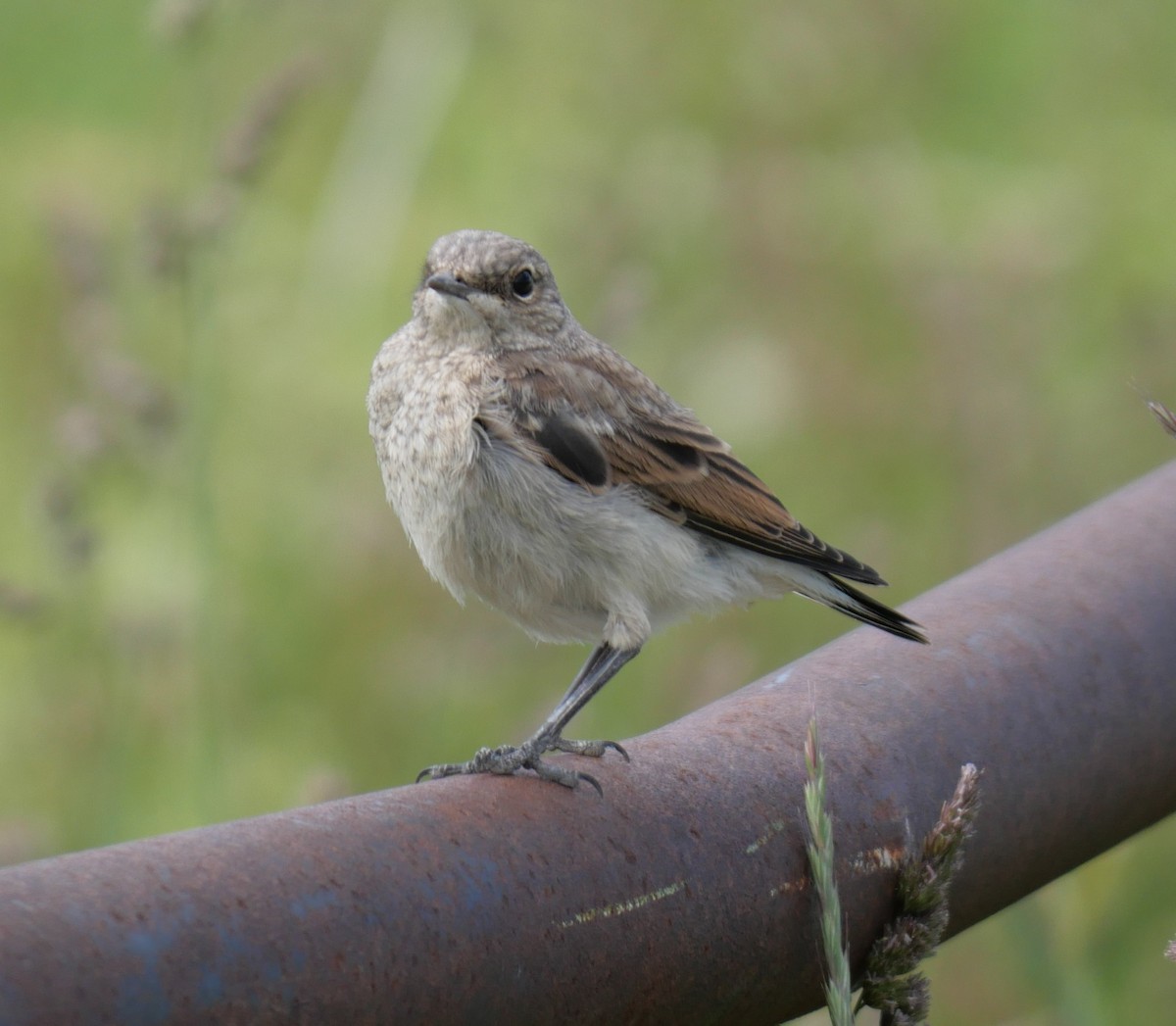 穗䳭 - ML637939665