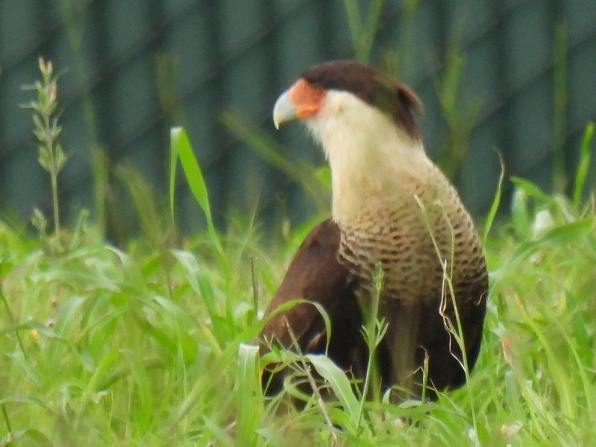 Crested Caracara (Northern) - ML637939670