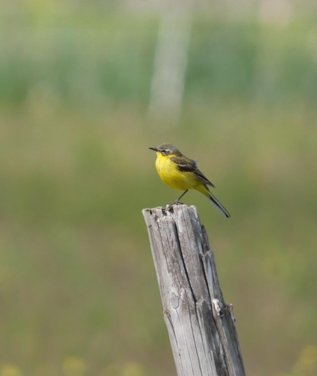 西方黃鶺鴒 - ML637939672