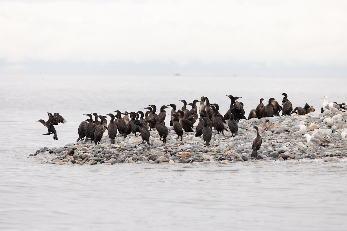 Brandt's Cormorant - ML637939677