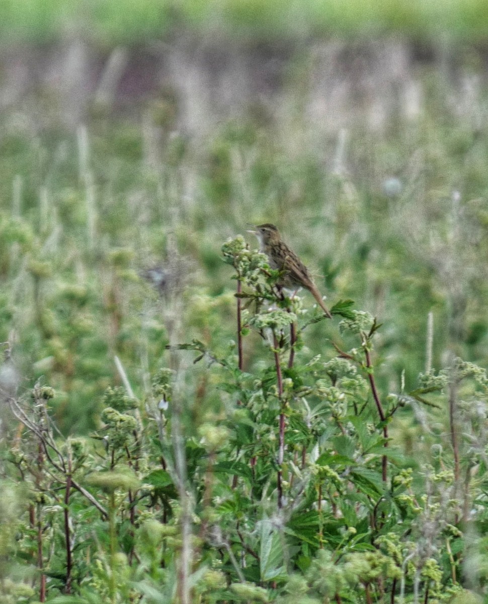 Common Grasshopper Warbler - ML637939690