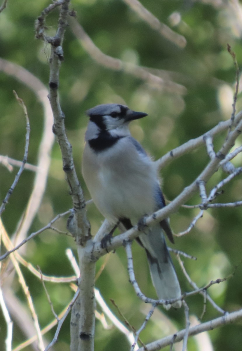 Blauhäher - ML637939750
