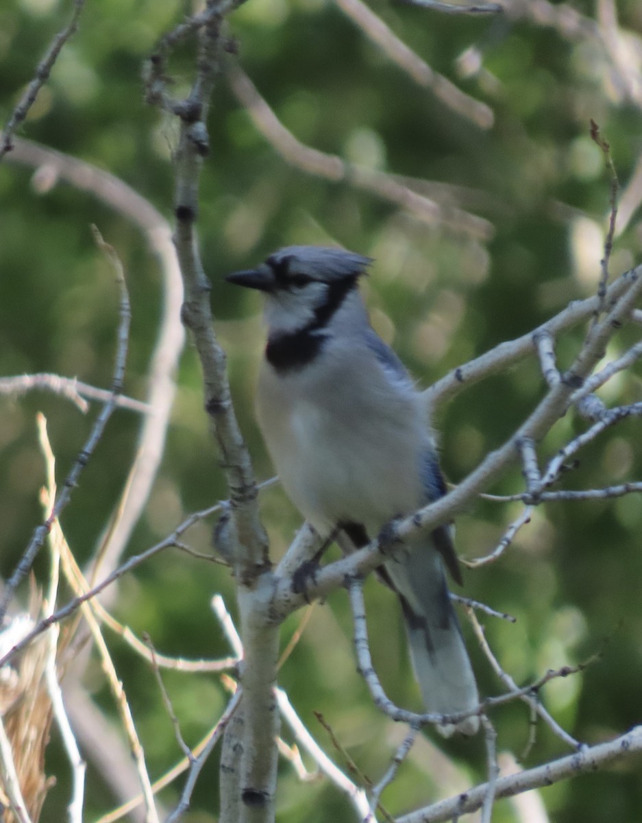Blauhäher - ML637939753