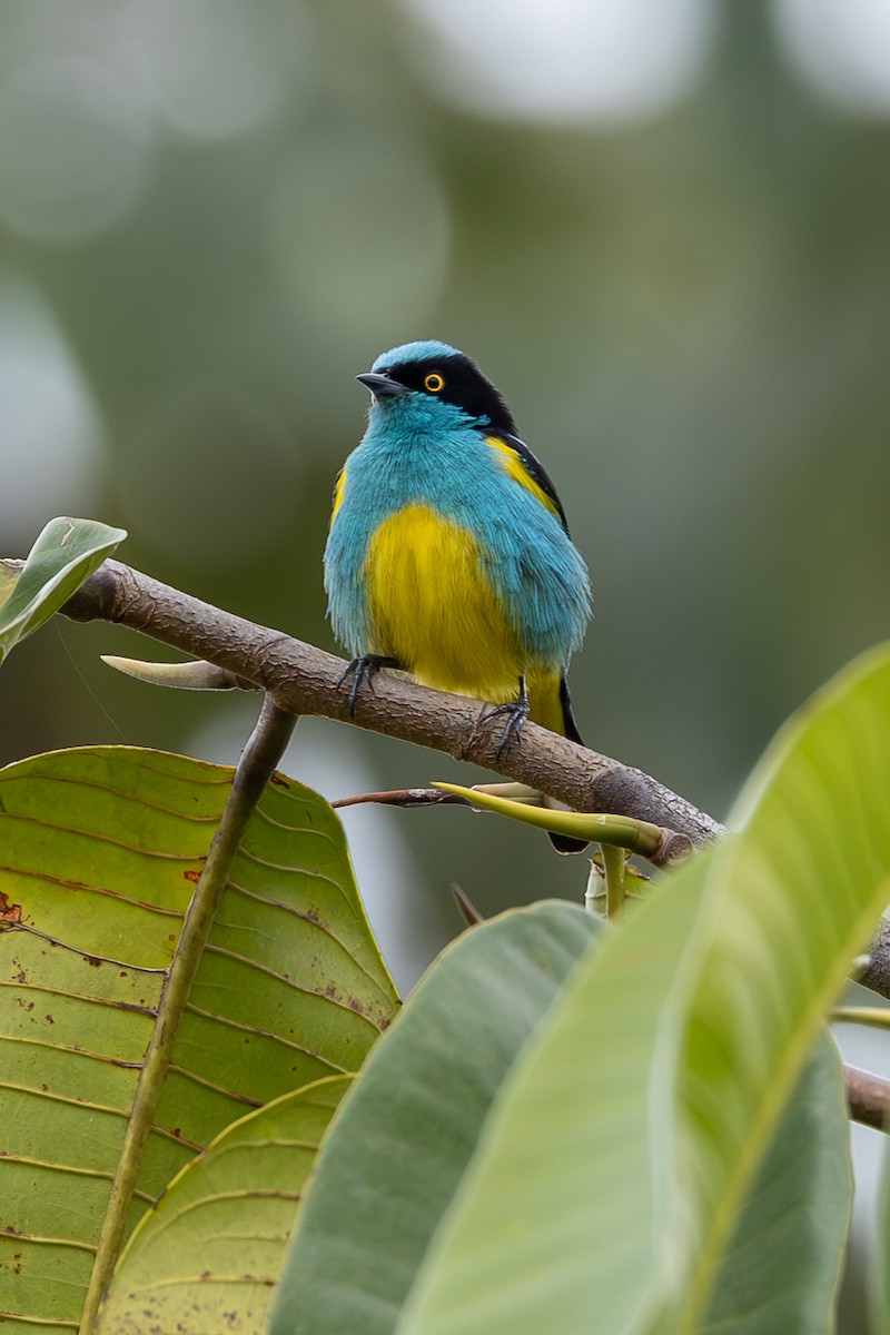 Black-faced Dacnis (Yellow-tufted) - ML637939799