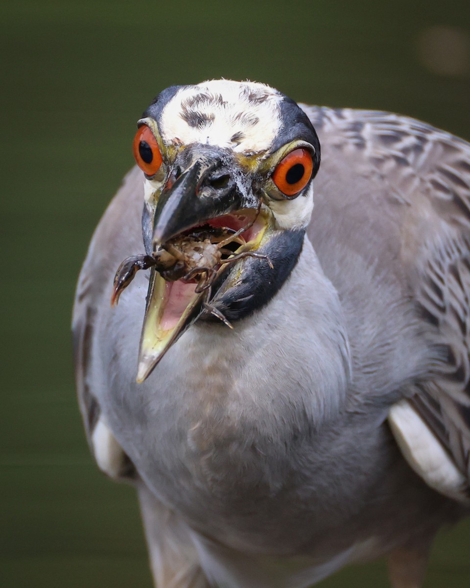 Yellow-crowned Night Heron - ML637939818