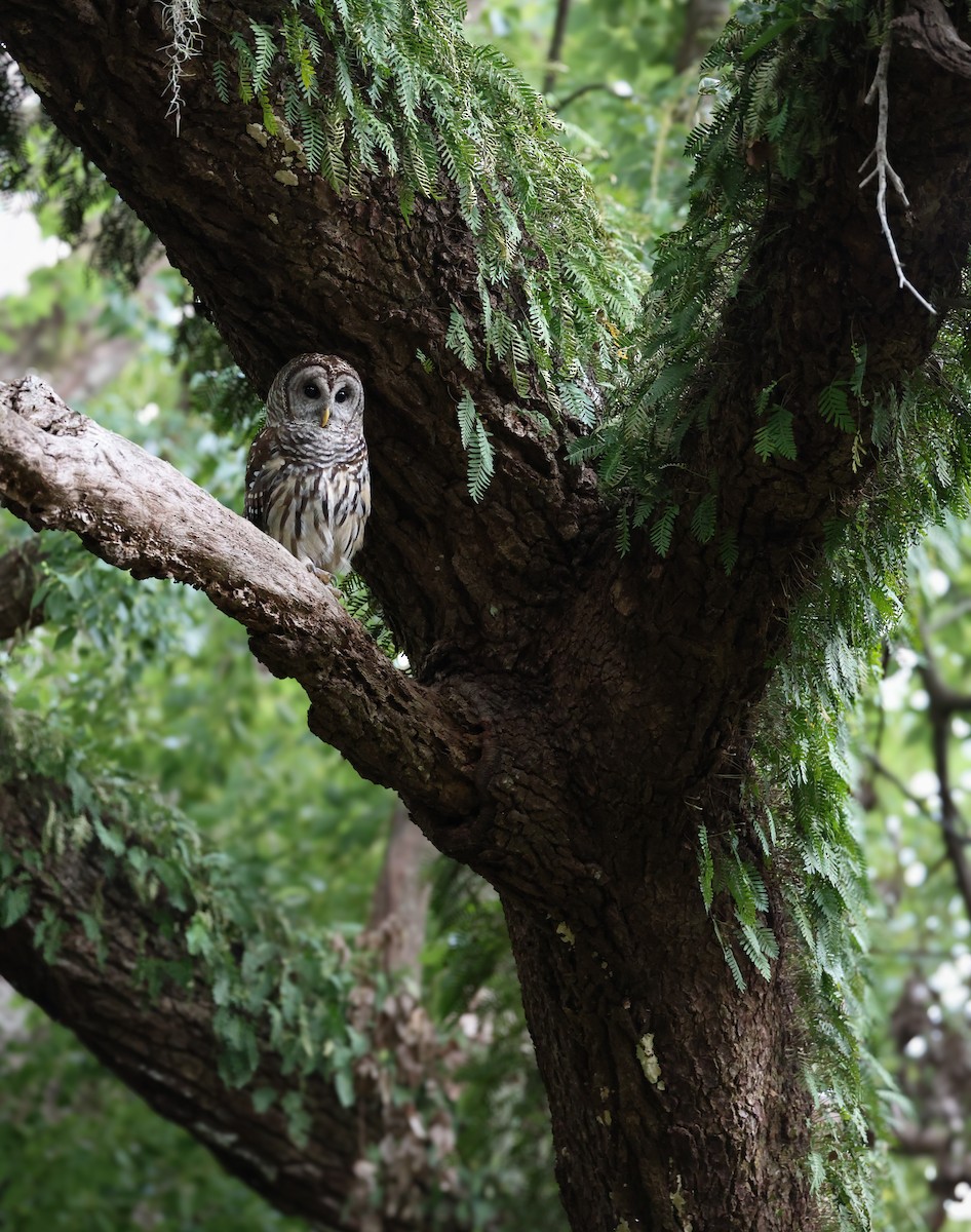 Barred Owl - ML637939825