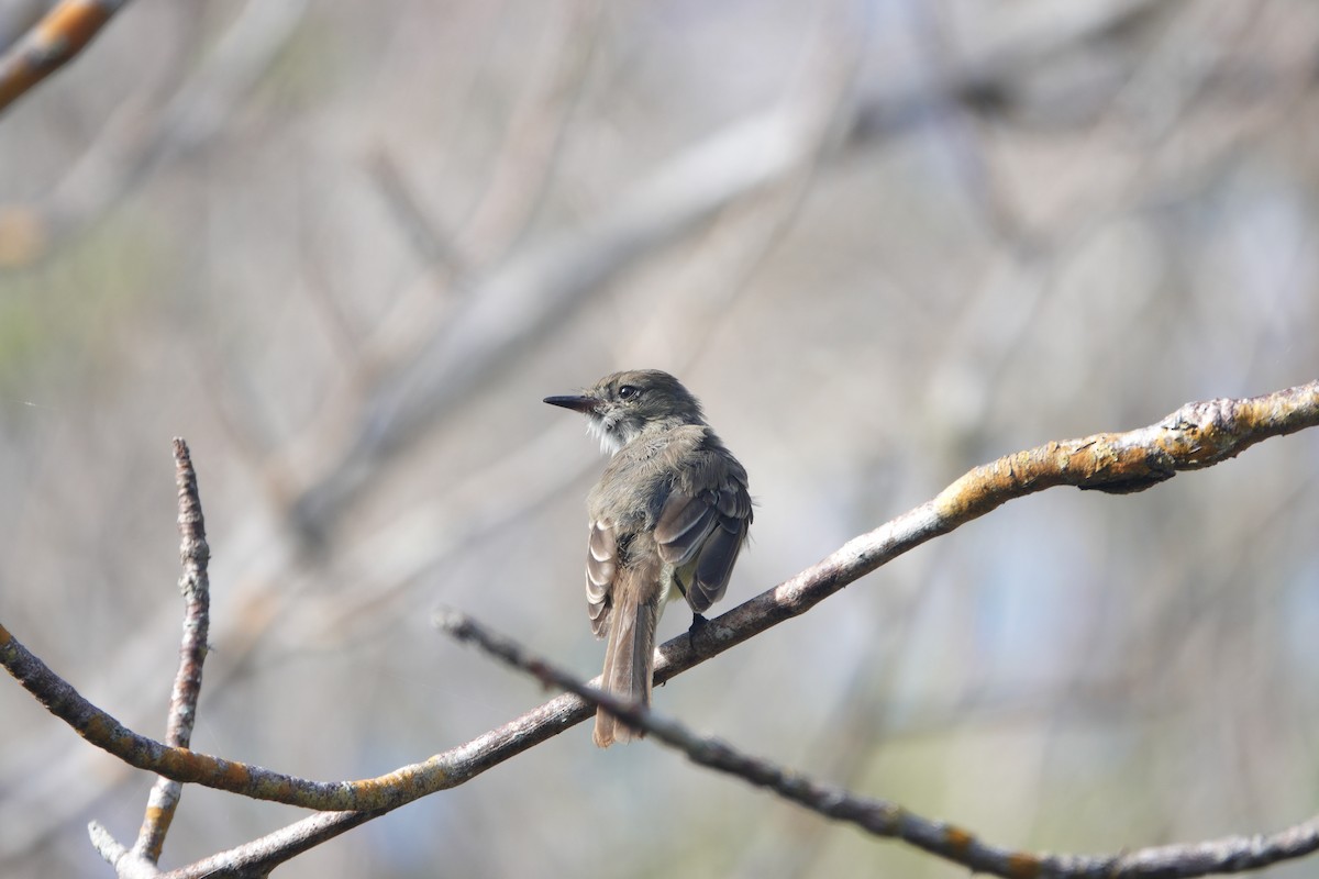 Galapagos Flycatcher - ML637939826