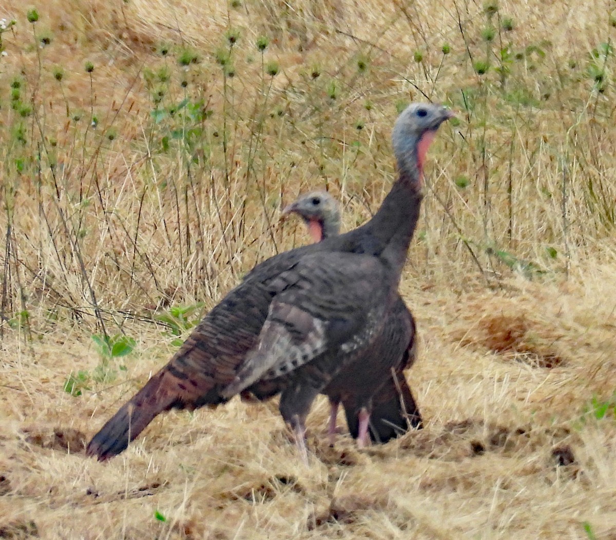 Wild Turkey - ML637939847