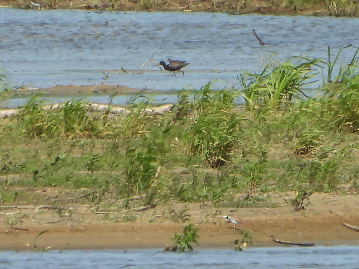 Spotted Redshank - ML637939859