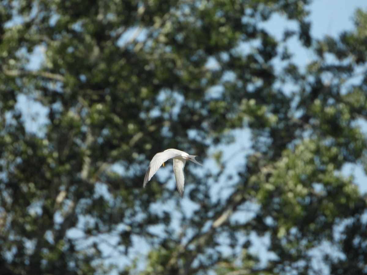 Little Tern - ML637939874