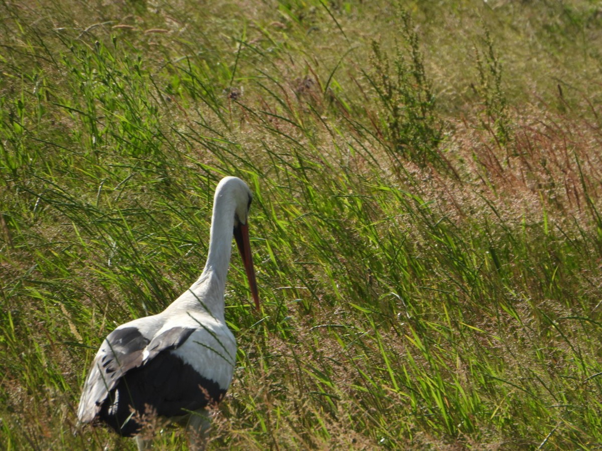 White Stork - ML637939883