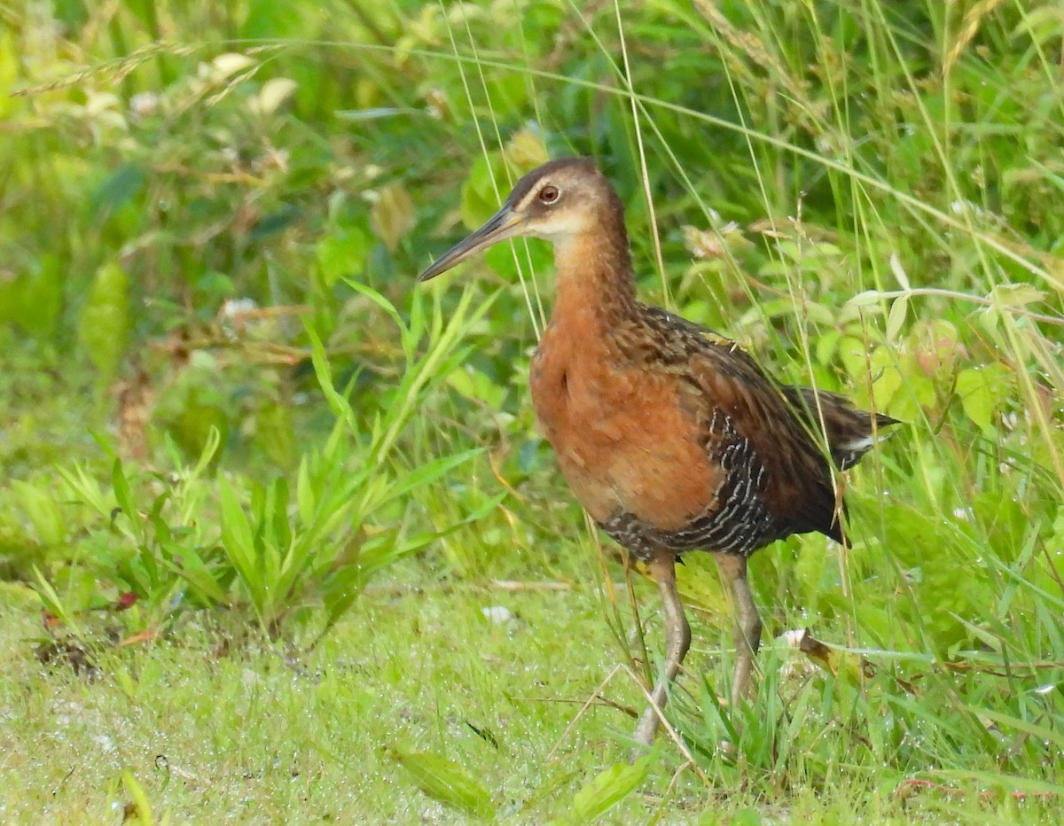 King Rail - ML637939884