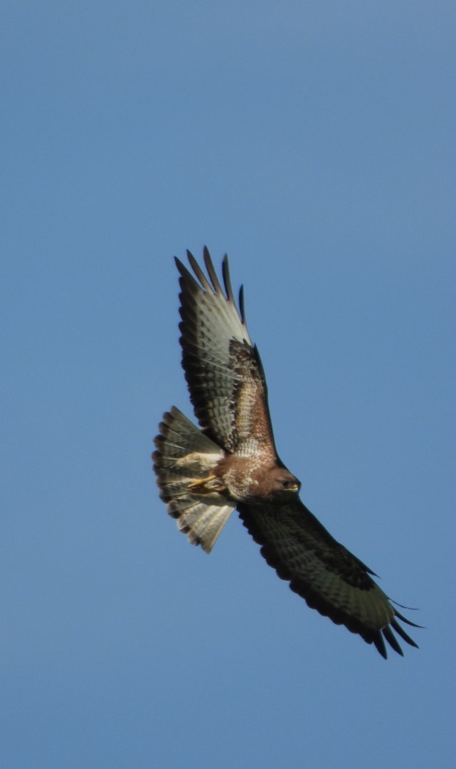 Common Buzzard - ML637939889