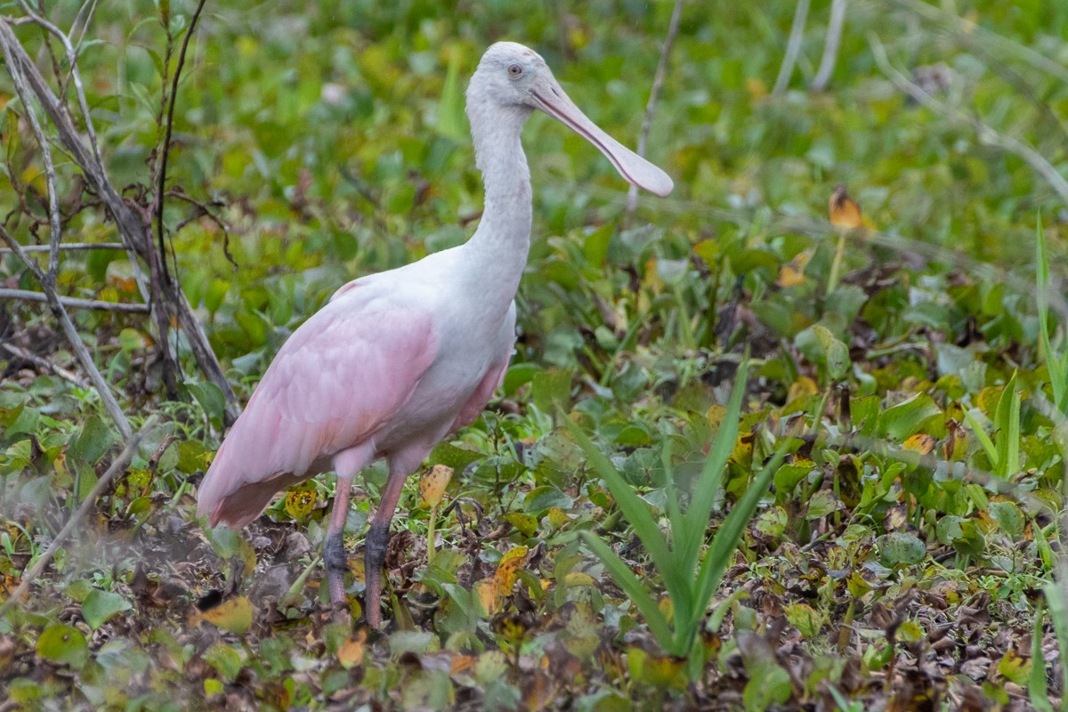 Roseate Spoonbill - ML637939898