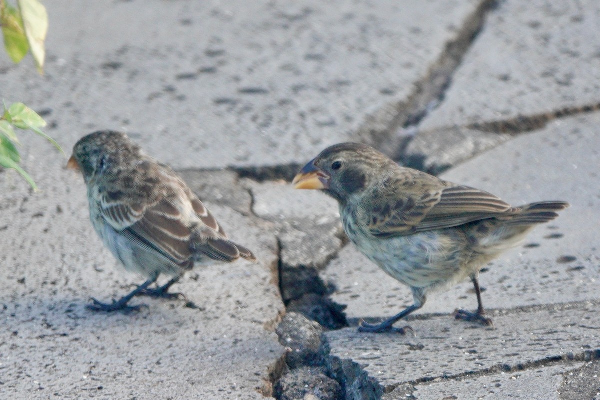 Vegetarian Finch - ML637939916