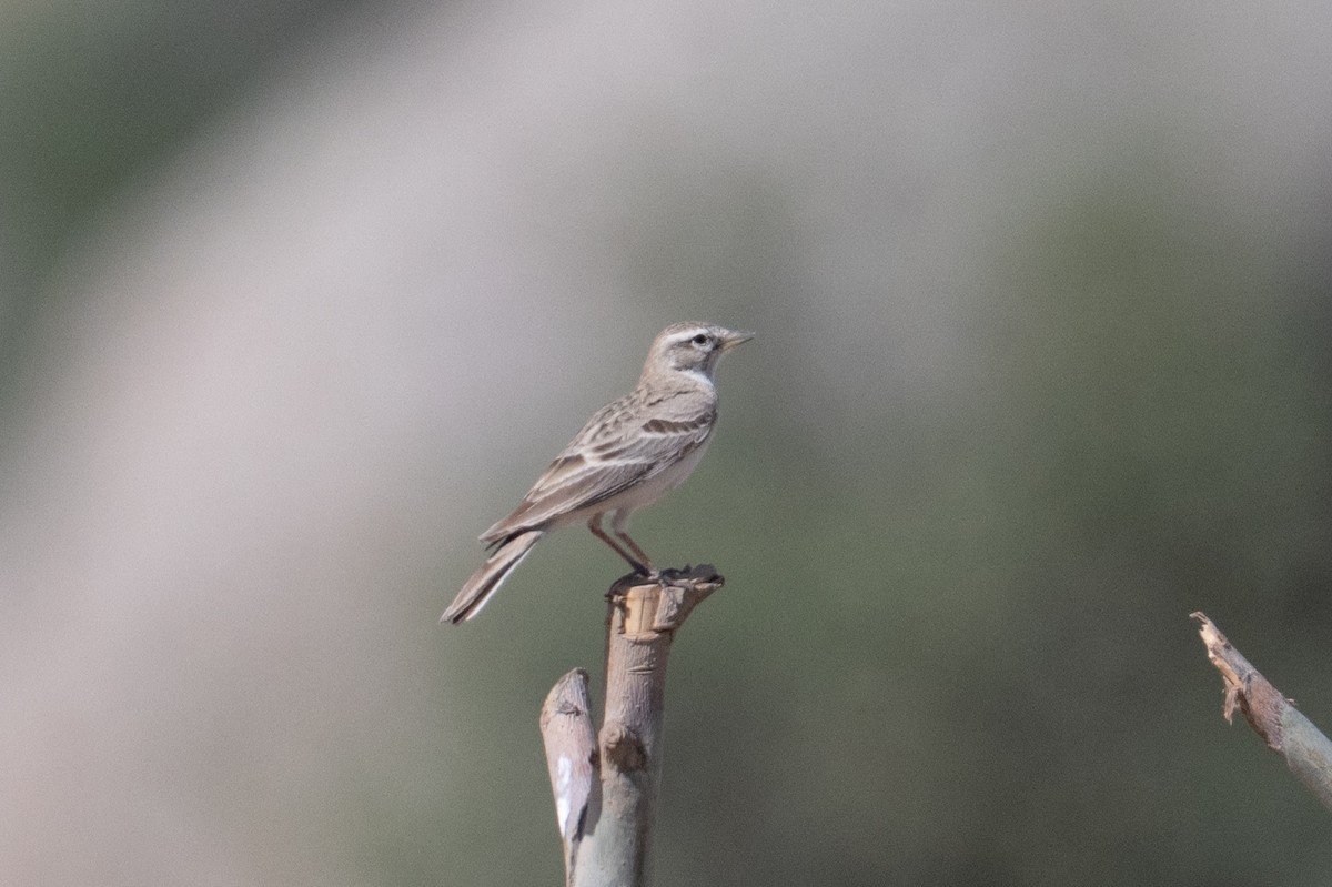 Hume's Lark - ML637939946