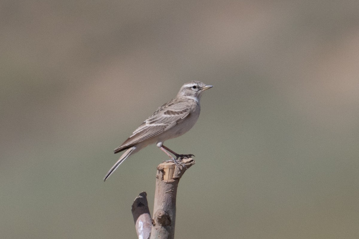 Hume's Lark - ML637939948
