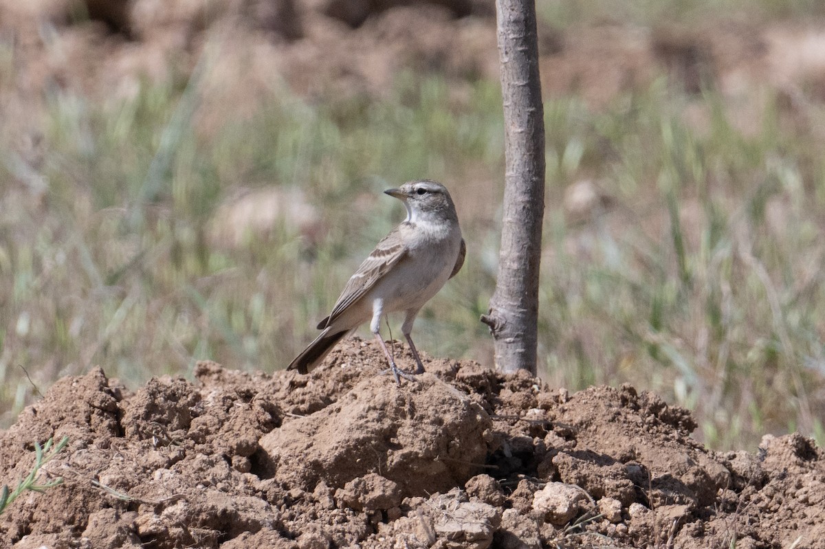 Hume's Lark - ML637939949
