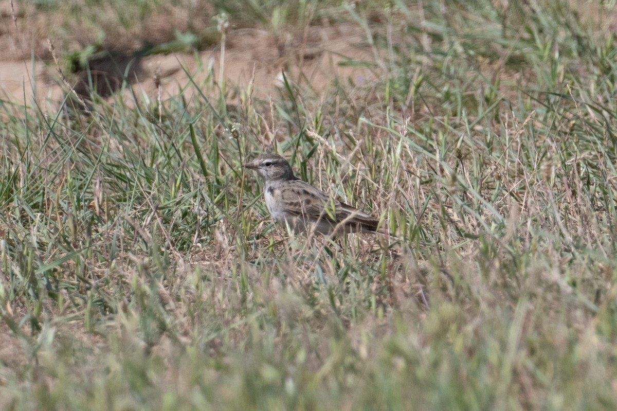 Hume's Lark - ML637939951