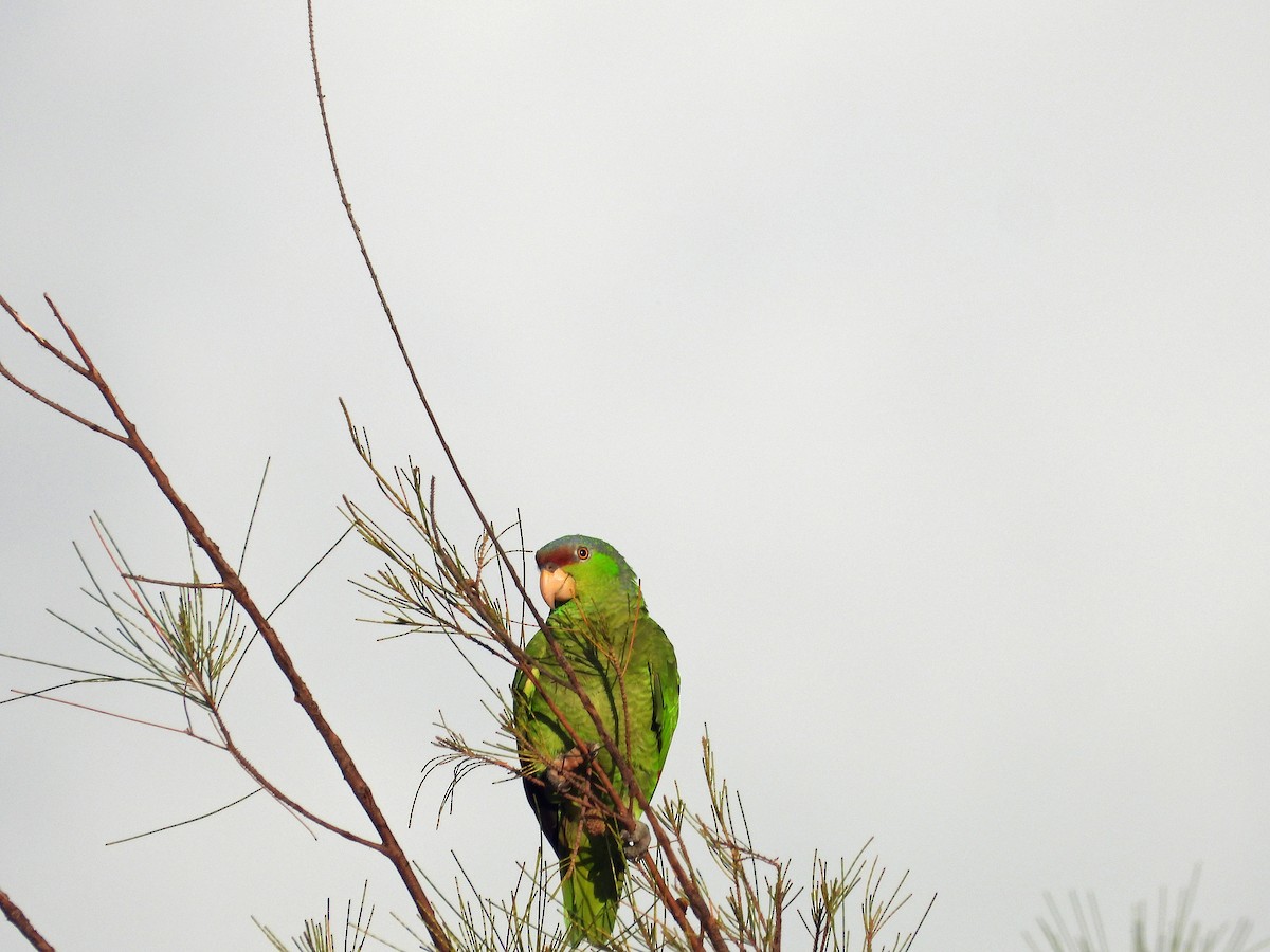 Lilac-crowned Amazon - ML637939953