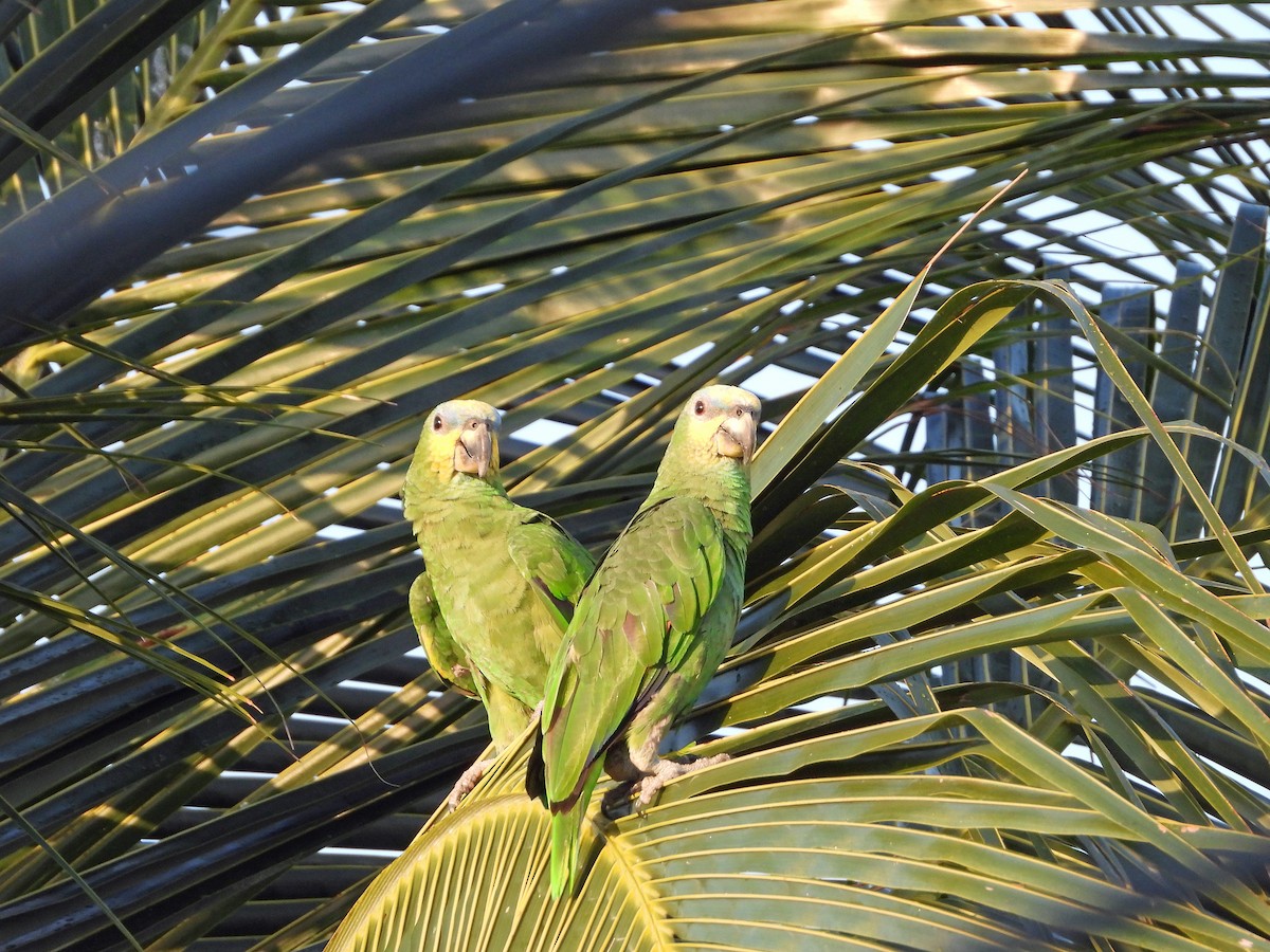 Orange-winged Amazon - ML637939955