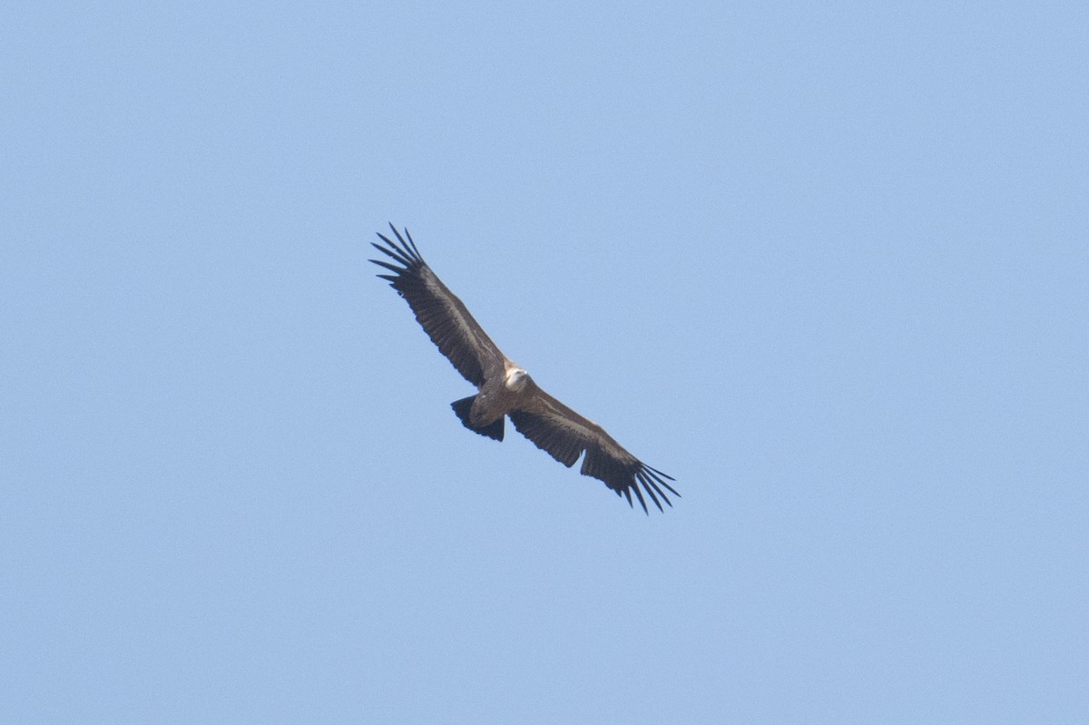 Eurasian Griffon - ML637939967