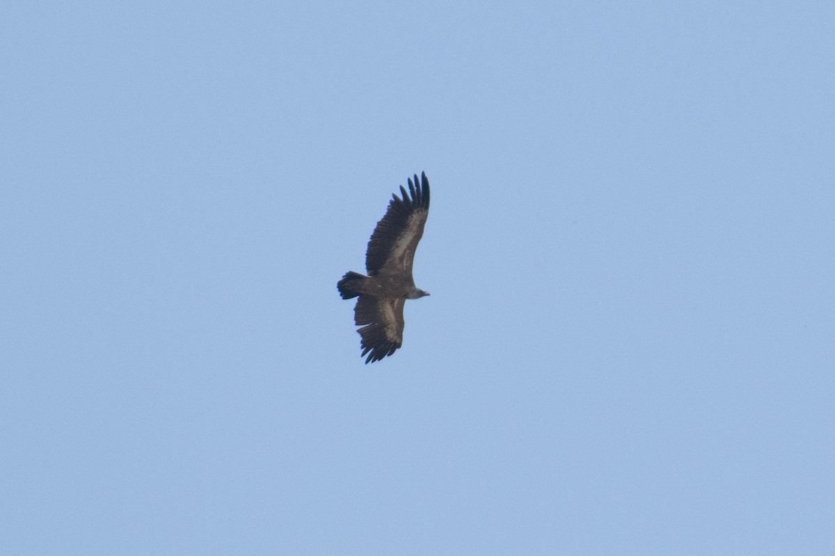 Eurasian Griffon - ML637939968
