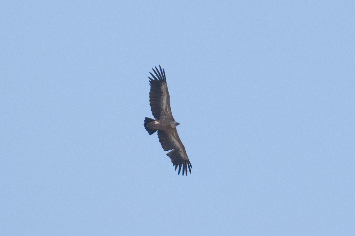 Eurasian Griffon - ML637939969