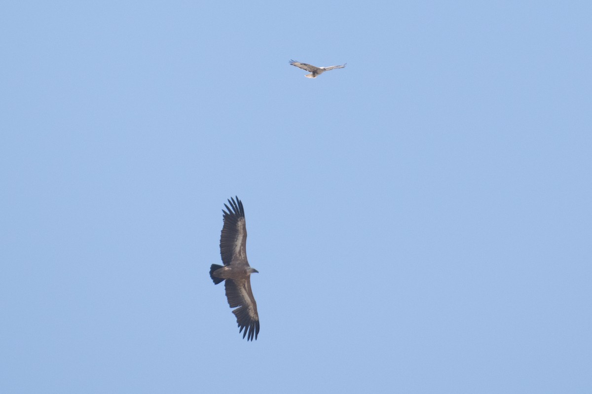 Eurasian Griffon - ML637939970