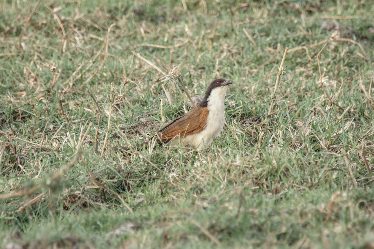 kukačka měděná - ML637940048