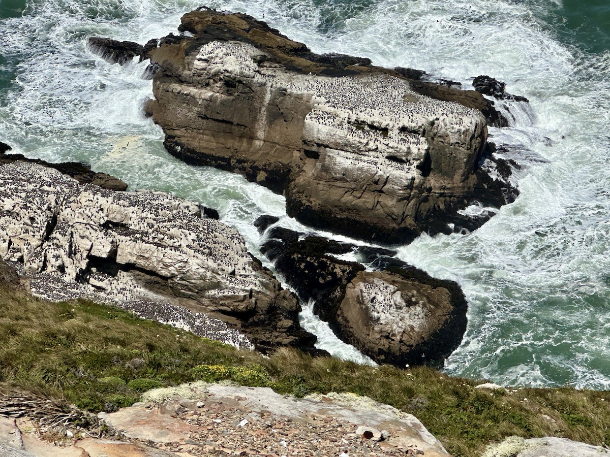 Common Murre - ML637940259