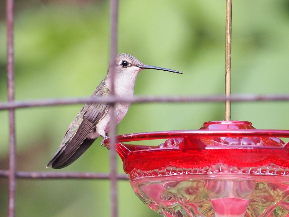Black-chinned Hummingbird - ML637940385