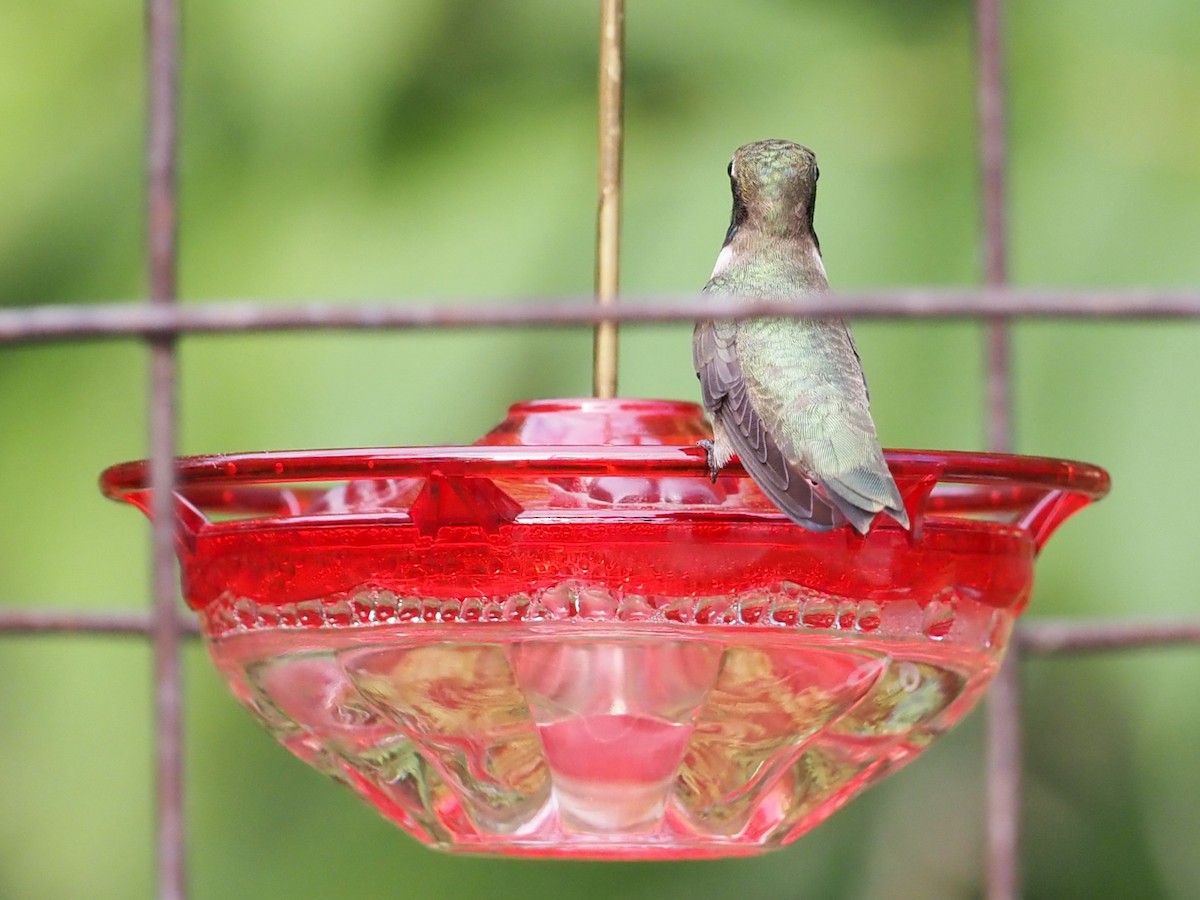 Black-chinned Hummingbird - ML637940386
