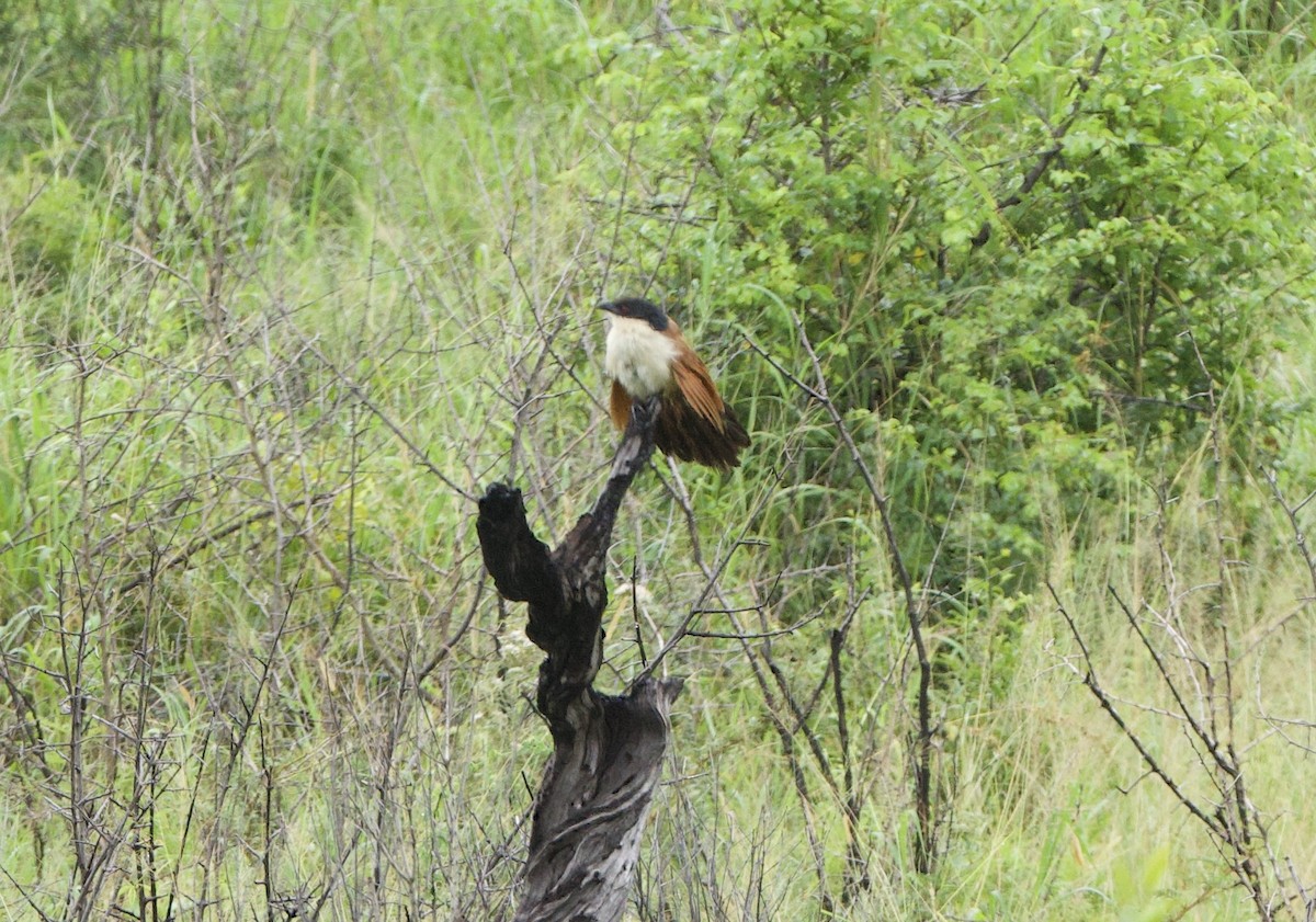 Burchell's Coucal - ML637940438