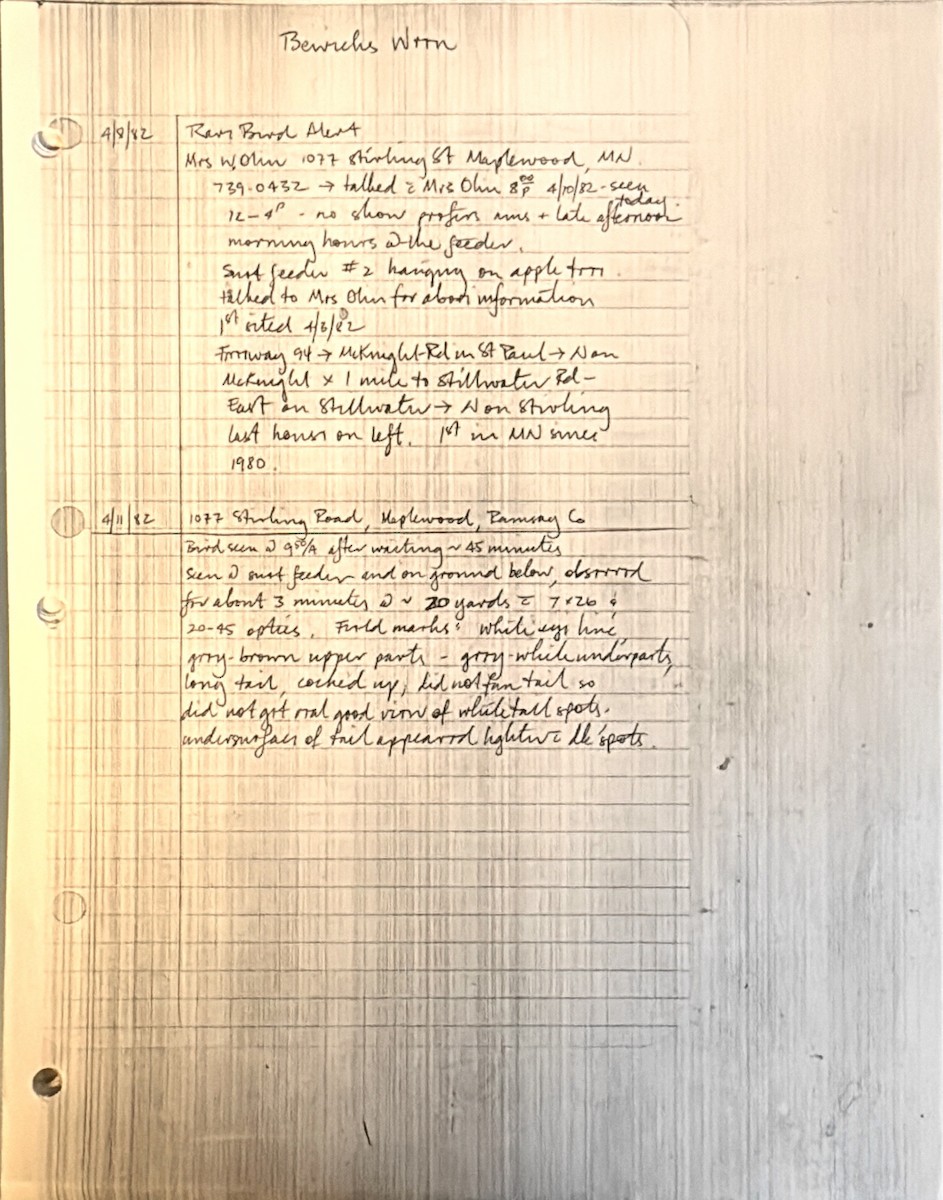 Bewick's Wren - ML637940457