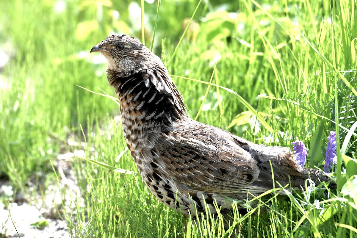 Ruffed Grouse - ML637940489