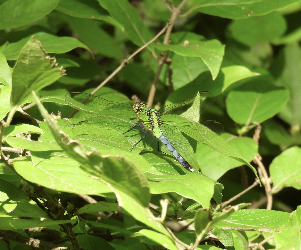 Insects - ML637940496
